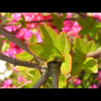 Azalee - Azalea Dispa (fam. Ericacees) (5)